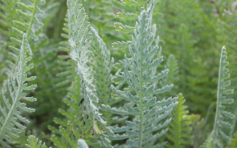 Silver-grey foliage of moonshine yarrow (Achillea 'moonshine')